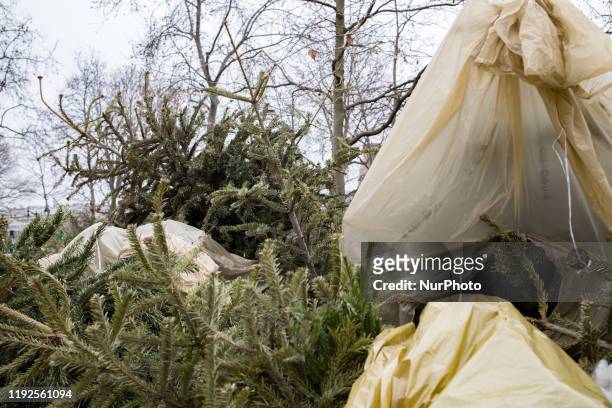 Paris, France, January 7, 2020. A Christmas tree collection point in the 4th arrondissement. The operation &quot;Recycle our Christmas trees&quot;...