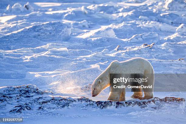 een wilde ijsbeer wandelen op besneeuwde hudson bay shore - churchill manitoba stockfoto's en -beelden