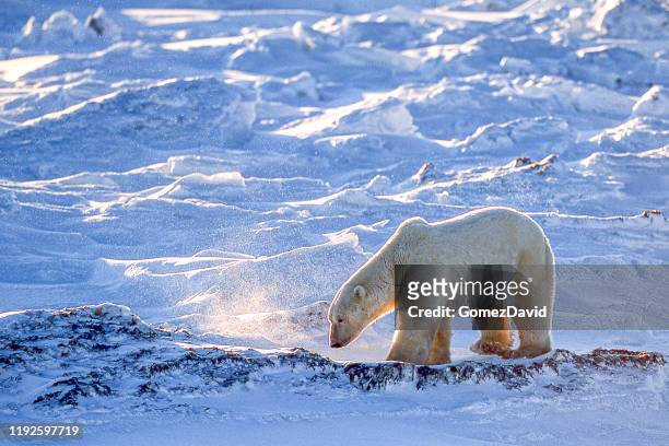 one wild polar bear walking on snowy hudson bay shore - mammal stock pictures, royalty-free photos & images