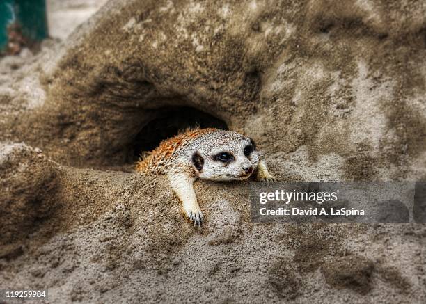 meerkat laying half out of his hole - okazaki stock pictures, royalty-free photos & images