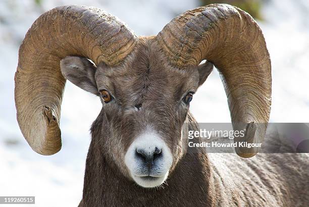 dall ram - ram stock pictures, royalty-free photos & images