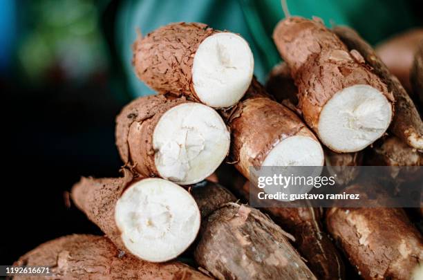 cassava plants - yucca stock pictures, royalty-free photos & images