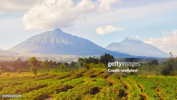 virunga-gebirge und vulkane in ruanda - ruanda stock-fotos und bilder