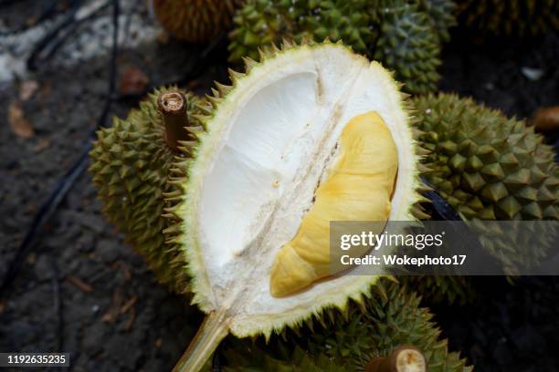 closed-up of opened durian - durian - fotografias e filmes do acervo