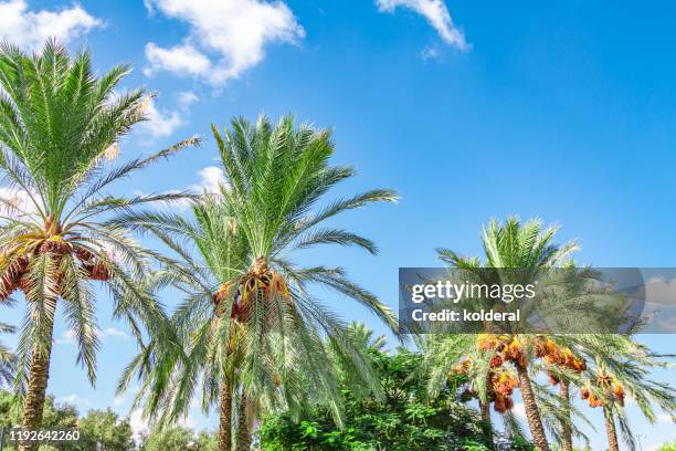 date palms against blue sky - date fruit stock pictures, royalty-free photos & images