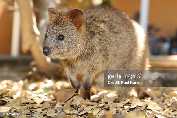 Quokka is seen during a visit by New Zealand Test team players to Rottnest Island on December 08, 2019 in Perth, Australia.