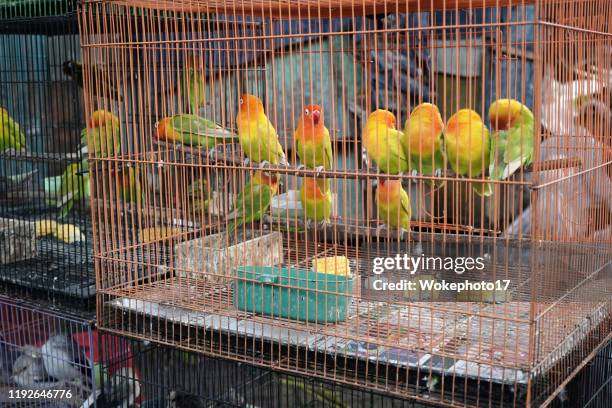 bird in cage for sale - pet shop stock pictures, royalty-free photos & images