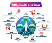 Circadian rhythm vector illustration. Labeled educational day cycle scheme.
