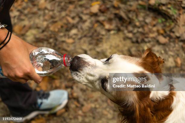 owner feeding with water her epagneul breton dog - dog-drinking-water stock pictures, royalty-free photos & images