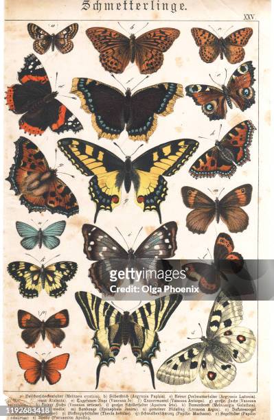 a sheet of very rare watercolor victorian lithography depicting butterflies - botany stock pictures, royalty-free photos & images