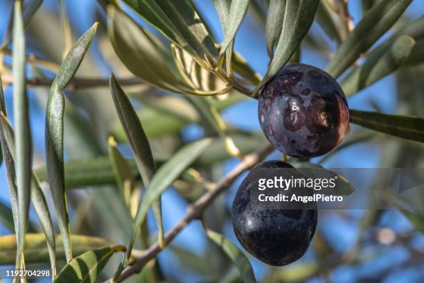 black olives in the branch of the tree - aceitunas stock-fotos und bilder