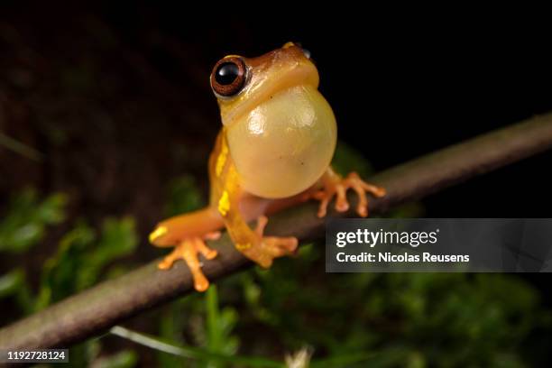 hourglass tree frog - hourglass tree frog stock pictures, royalty-free photos & images