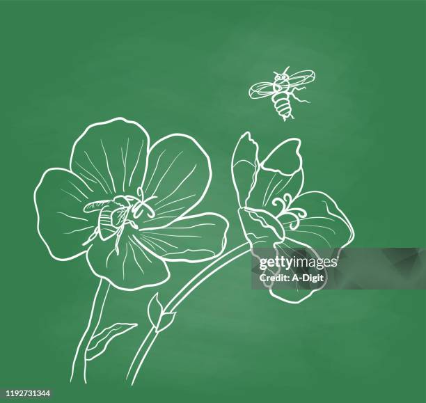 bees doing pollination chalkboard - flowers chalk drawings stock illustrations