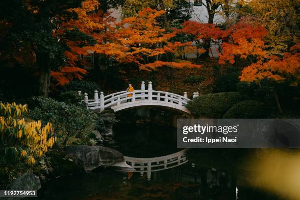 beautiful autumn colors of red japanese maple trees with bridge over pond, tokyo - garden bridge stock-fotos und bilder