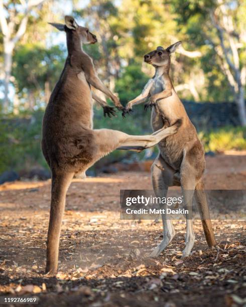 2 western grey kangaroos kicking each other at sunset - boxing kangaroo stock pictures, royalty-free photos & images
