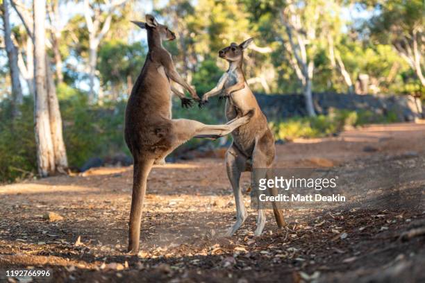kangaroo kick - boxing kangaroo stock pictures, royalty-free photos & images