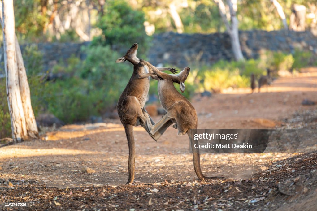 Western Grey Kangaroo kicking each during sunset in the forest
