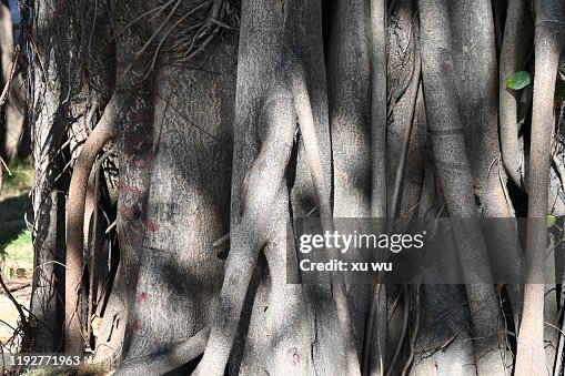Tree Roots Shadow Tree Roots Under Light And Shadow High-Res Stock Photo - Getty Images