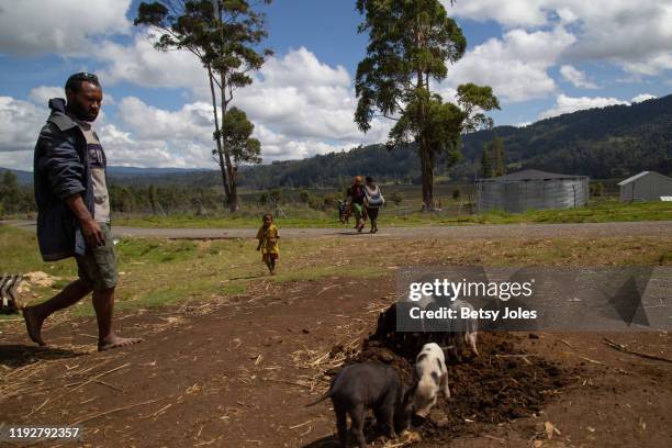 Piglets stand on the road near Kapandas village on December 05, 2019 in Enga Province, Papua New Guinea. Pigs are highly valued in the Highlands and...