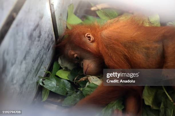 An Orangutan baby is seen inside a cage in the Gunung Leuser National Park Center , on January 10 in Medan, North Sumatra, Indonesia. Officers rescue...