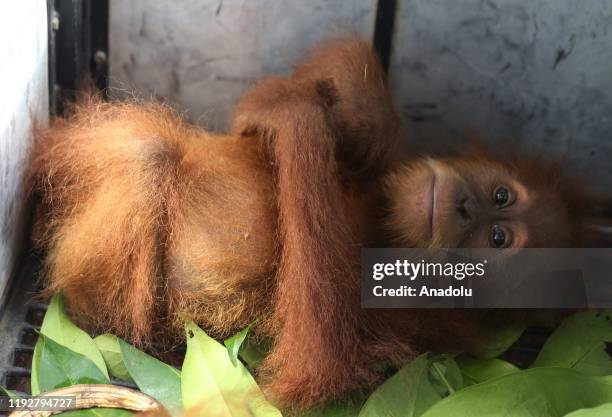 An Orangutan baby is seen inside a cage in the Gunung Leuser National Park Center , on January 10 in Medan, North Sumatra, Indonesia. Officers rescue...