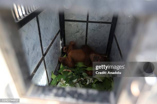 Two Sumatran Orangutan babies are seen inside a cage in the Gunung Leuser National Park Centre , on January 10 in Medan, North Sumatra, Indonesia....