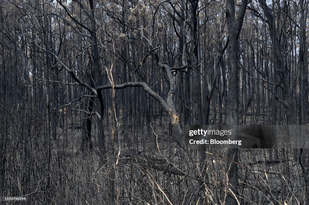 Australia Braces to Relive Its Hotter Than Hell Wildfire Nightmare