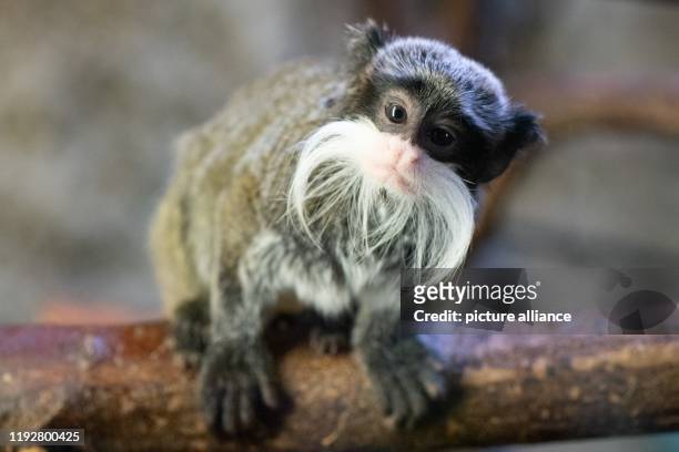 January 2020, Saxony, Dresden: An emperor moustached tamarin sits in his enclosure. As every year, the zoo is concerned with lots of figures after...