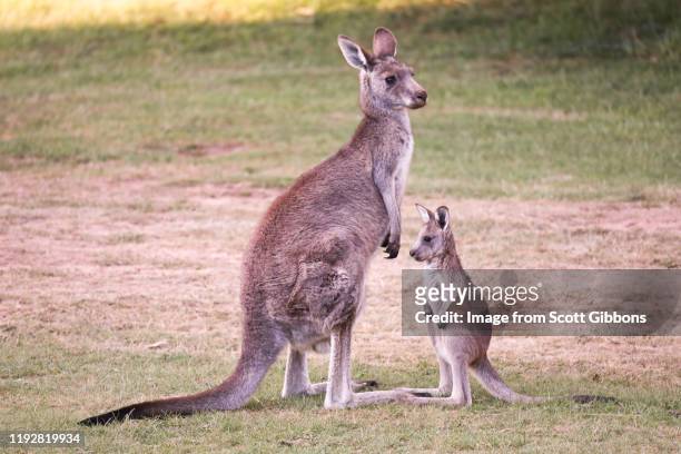 mother and baby - kangaroos - grey kangaroo stock pictures, royalty-free photos & images
