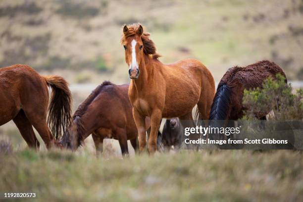 Brumby Rearing 147 Brumby Horse Stock Photos, High-Res Pictures, and Images - Getty Images
