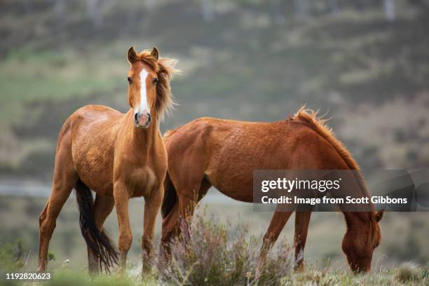 grazing brumby herd - horse grazing stock-fotos und bilder