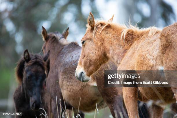 Brumby Rearing 147 Brumby Horse Stock Photos, High-Res Pictures, and Images - Getty Images