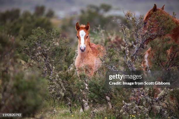 Brumby Rearing Brumby Horse Photos and Premium High Res Pictures - Getty Images