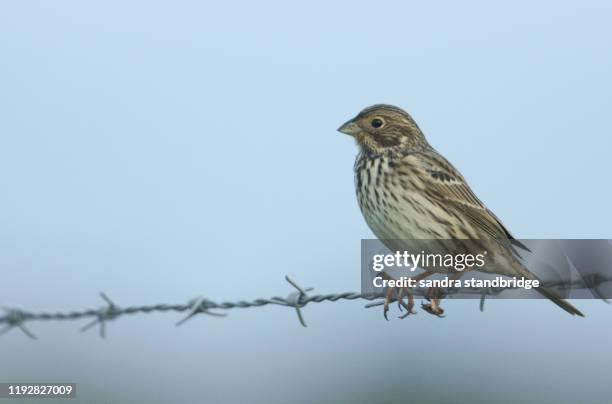 a pretty corn bunting, emberiza calandra, perched on a barbed wire fence, on a dark gloomy morning. - bunting stock pictures, royalty-free photos & images