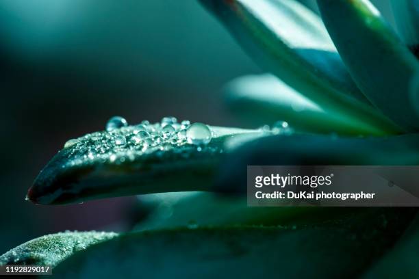 close-up of succulent plants - herbal water stock-fotos und bilder