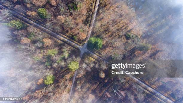 clouds and mist and smoke from burning trees and fires shrouds a autumn forest in switzerland. - kreuzung stock-fotos und bilder