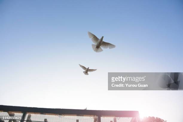 flying pigeon against the blue sky at dusk. - white pigeon stock-fotos und bilder