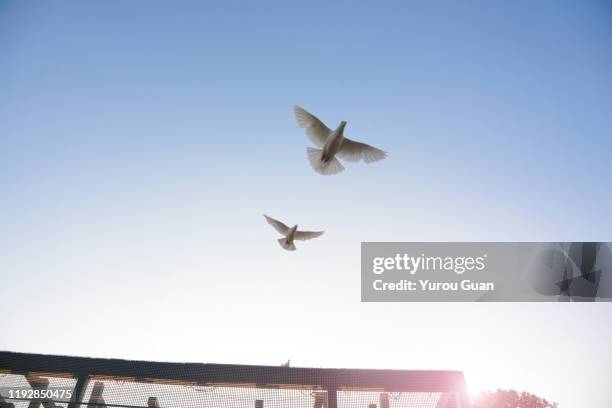 flying pigeon against the blue sky at dusk. - tortelduif stockfoto's en -beelden