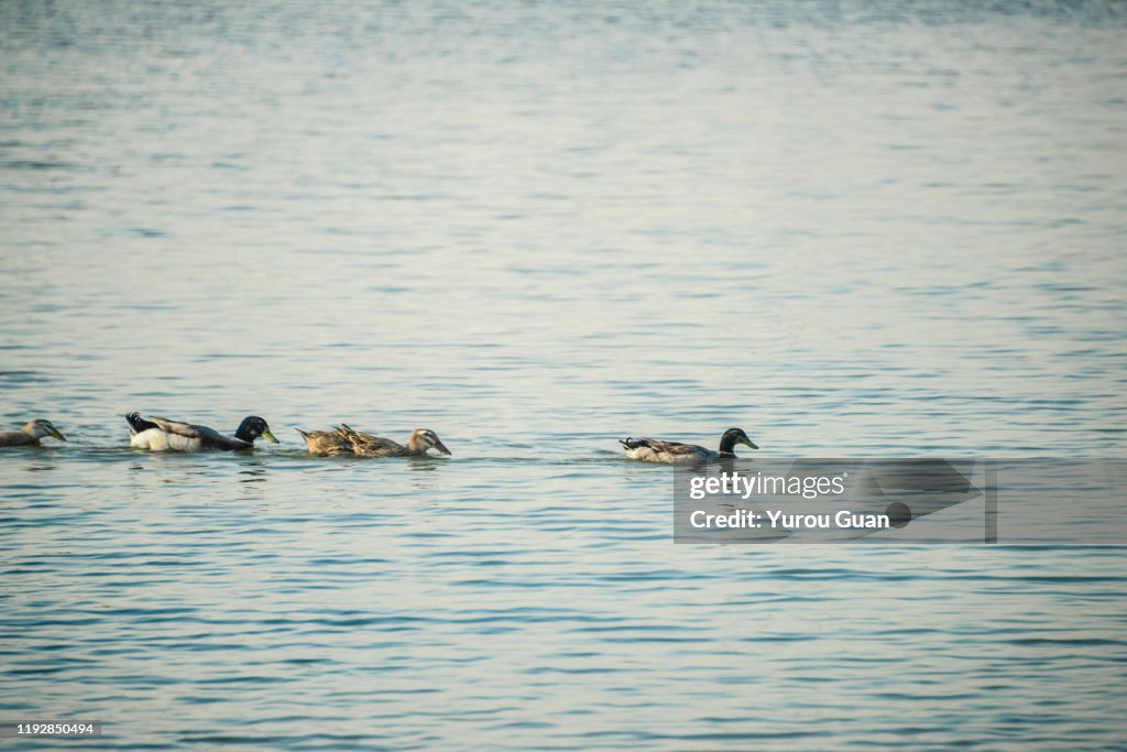 Mallard Duck ( Anas platyrhynchos ) swimming in the lake, Guzhen town of Zhongshan, Guangdong, China.