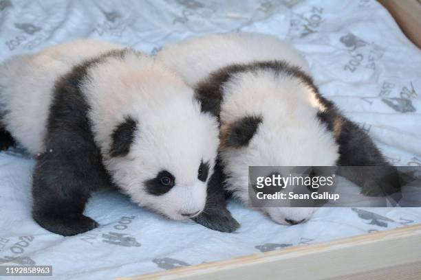 Baby male pandas Meng Yuan and Meng Xiang cuddle on a heated mattress during their first presentation to the media at Zoo Berlin on December 09, 2019...