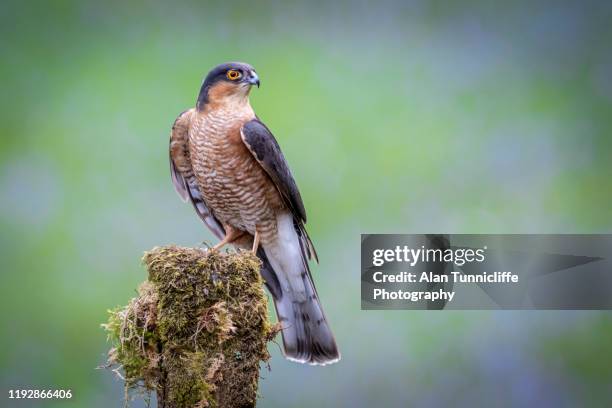 portrait of a male sparrowhawk - sparrowhawk stock pictures, royalty-free photos & images