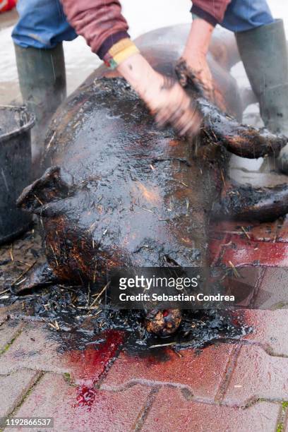 farmers, gutting pig on village. slaughter fiering the skin of the pig to remove the hair. pig preparing for traditional butchering. - pig slaughtering stock pictures, royalty-free photos & images
