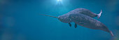 Narwhal couple,  two Monodon monoceros playing in the ocean
