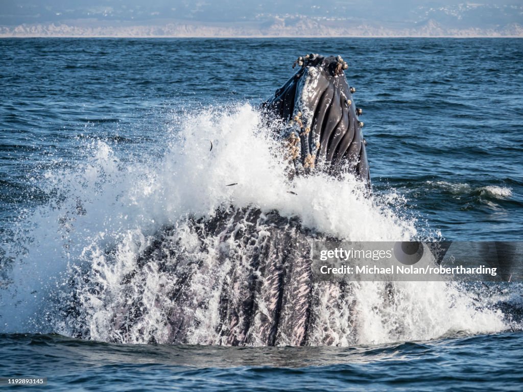 Humpback whale lunge feeding in monterey bay national marine sanctuary california united Humpback whale lunge feeding in monterey bay national marine sanctuary california united