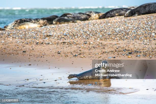 grey seals and common (harbour) seals (phoca vitulina) on beach at blakeney point, norfolk, england, united kingdom, europe - blakeney imagens e fotografias de stock