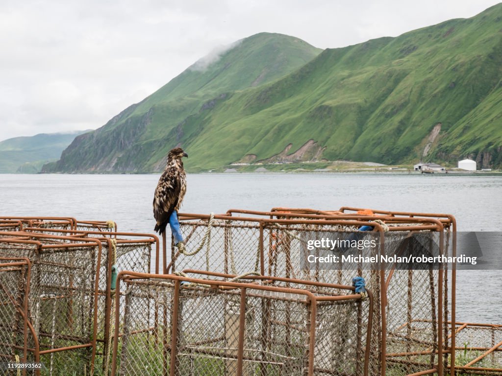 Juvenile bald eagle (Haliaeetus leucocephalus), on king crab pots in the town of Dutch Harbor, Unalaska Island, Alaska, United States of America, North America