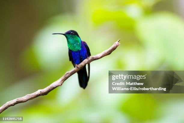 crowned woodnymph (thalurania colombica) a species of hummingbird at arenal volcano national park, alajuela province, costa rica, central america - thalurania colombica imagens e fotografias de stock