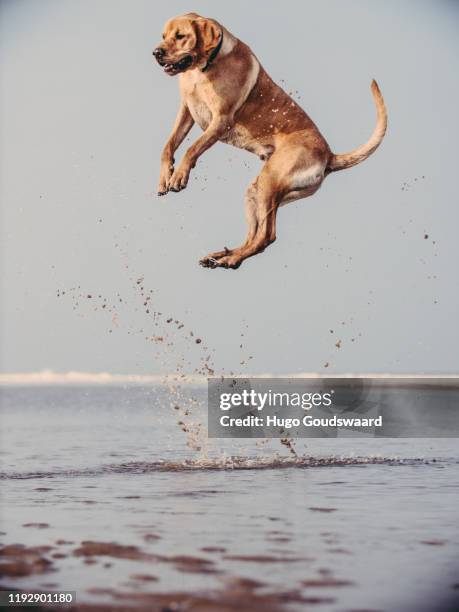 dog jumping in the air at the sea - retriever jump stock pictures, royalty-free photos & images