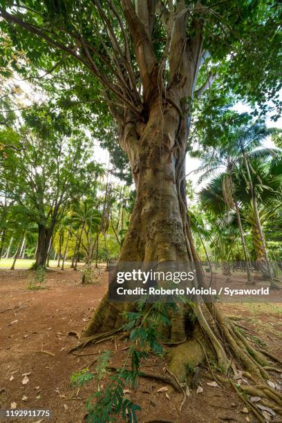 Pamplemousse Tree Botanic Gardens Of Pamplemousses Photos and Premium High Res Pictures ...