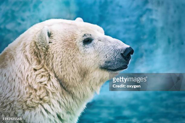 portrait of large white bear. male polar bear or ursus maritimus - blue bear stock pictures, royalty-free photos & images